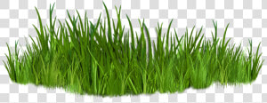 Clip Art Images Of Grasses 7 Png   Pathways To Recovery  Transparent Png