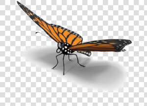 Butterfly Download Png Image   Real Realistic Butterfly Png  Transparent Png