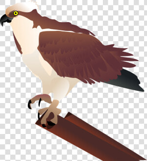 Bird bird Of Prey beak   Ospreys Bird Clipart  HD Png Download