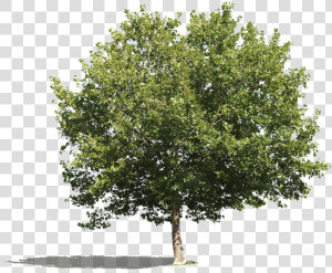 Cutout Tree Png Platanus  Transparent Png