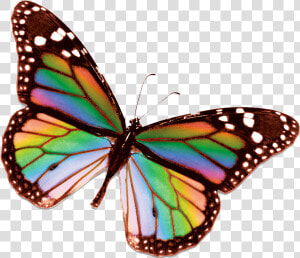 Rainbow Butterfly Clipart Small   Real Rainbow Butterfly Png  Transparent Png