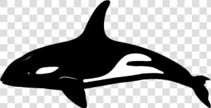 Killer Whale Dolphin Vector Graphics Portable Network   Killer Whale  HD Png Download