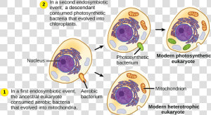 The First Endosymbiotic Event Occurred   Endosymbiotic Theory  HD Png Download