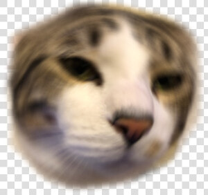 Other Emoji Discord Emoji Png Anime Cat Discord Emoji   Cat Emotes For Discord  Transparent Png