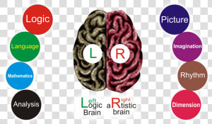 Scientifically Human Brain Is Divided Into Two Parts   Bracelet  HD Png Download