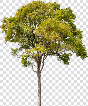 E Prepare se Para Elevar Suas Emoções   Tree Png For Architect  Transparent Png