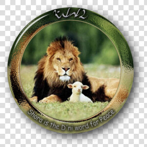 The Lamb And Lion Sheep Leopard Lamb And Mutton   Lion And The Lamb Christian  HD Png Download