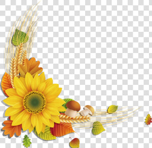 Sunflower Png   Download   Sunflower Frame Png  Transparent Png