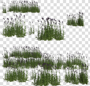 Wetland Grass For Photoshop  HD Png Download