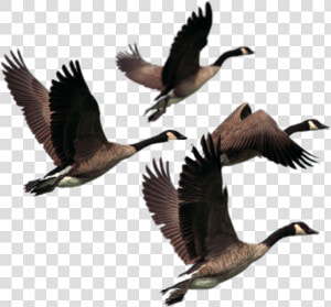 Transparent Ducks Flying Png   Canada Geese Transparent Background  Png Download