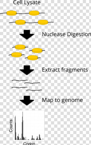 A Simplified Schematic Of Ribosome Profiling   Ribosome Occupancy Profiling  HD Png Download