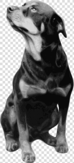 Rottweiler Svg Clip Arts   Dogs Rottweiler Black And White  HD Png Download