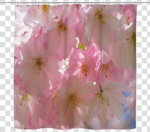 Transparent Cherry Blossom Tree Png   Cherry Blossom  Png Download