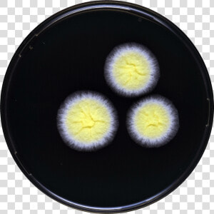 Aspergillus Tonophilus Yes   Circle  HD Png Download