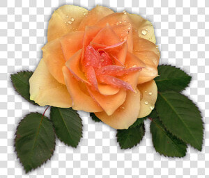 Rose  Apricot  Flower  Blossom  Bloom   Galho De Folhas De Rosa Png  Transparent Png