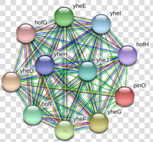 Pino Protein   Circle  HD Png Download