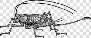 Cricket Clipart Black And White   Characteristics Of Crickets  HD Png Download