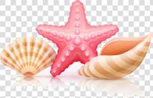 Seashell Starfish And Seashells Transparent Clipart   Illustration  HD Png Download