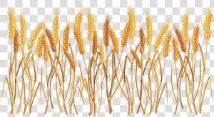 Wheat Png   Transparent Background Crops Clipart  Png Download