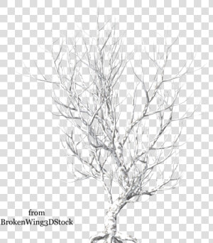 Winter By Brokenwing Dstock   Broken Tree Png Hd  Transparent Png