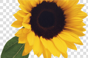 Free Sunflower Clipart Png Clipartpost   Transparent Background Sunflower Images Clip Art  Png Download