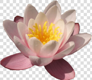 Lily Transparent Waterlily   Water Lily  HD Png Download