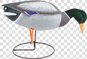 Field Mallard Decoy Drake Walker feeder With Flocked   Mallard  HD Png Download