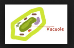 Vacuole In Plant Clipart  HD Png Download