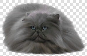 Grey Cat Png Clip Art   Russian Blue Persian Cats  Transparent Png