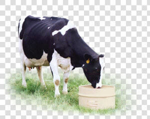 Feeding Directions   Dairy Cow   Dairy Cow  HD Png Download