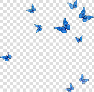  mq  blue  butterfly  animal  flying  fall   Flying Transparent Blue Butterflies  HD Png Download