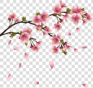 Fleurs Png   Sakura Flower Drawing  Transparent Png