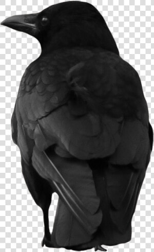 Crow Png Image   Crow Png  Transparent Png