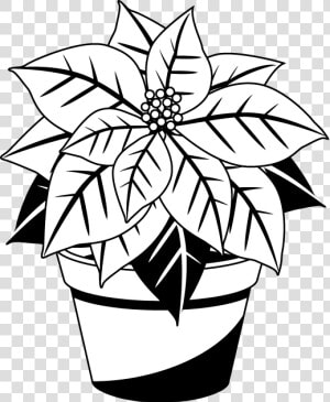 Poinsettia Cliparts Free   Poinsettia Black And White  HD Png Download