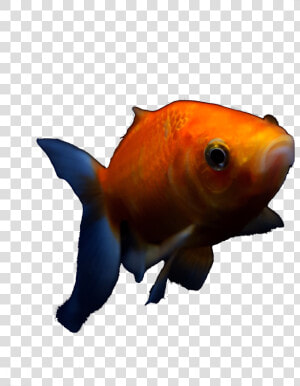 Goldfish   Png Download   Goldfish  Transparent Png