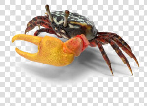 Crab Png Download Image   Fiddler Crab  Transparent Png