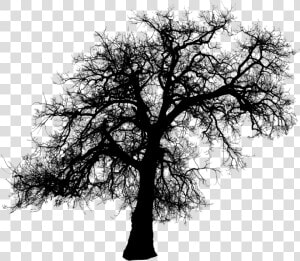 Tree branch woody And Stem illustration   Creepy Dead Tree Silhouette  HD Png Download