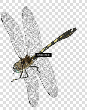 Net winged Insects   Png Download   Net winged Insects  Transparent Png