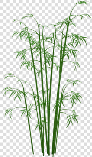 Bamboo Plant Png   Transparent Bamboo Png  Png Download