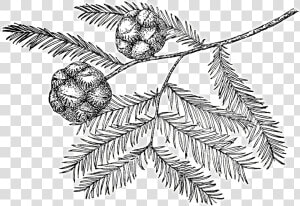 Bald Cypress Tree Drawing  HD Png Download