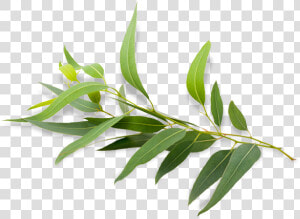 Eucalyptus Radiata Eucalyptus Polybractea Eucalyptus   Eucalyptus Png  Transparent Png