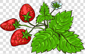 Clipart Leaf Strawberry   Strawberry  HD Png Download