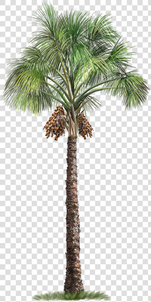 Palm Flexuosa Mauritia Tree Arecaceae Free Download   Transparent Background Palm Tree Png  Png Download