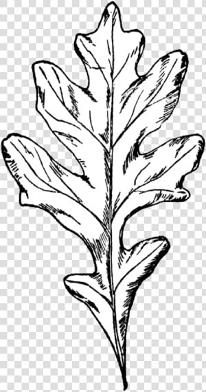 Clipart Leaf Oak Tree   Black White Oak Leaf  HD Png Download