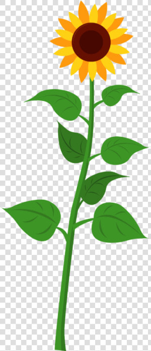 Cartoon Sunflower Plant   Transparent Cartoons   Plant With Parts Name  HD Png Download