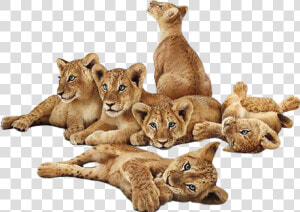  lions  lion  lioncub  lioncubs  animals   Transparent Lion Cub Png  Png Download