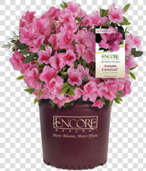 Encore Azalea  HD Png Download