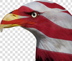 Usa  United States  Freedom  Bald Eagle  Patriotic  HD Png Download