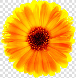 Download Marigold Png Free Download   Surajmukhi Flower  Transparent Png