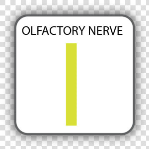 Cranial Nerve I  HD Png Download